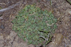 Coryphantha macromeris runyonii