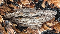 Scioglyptis chionomera