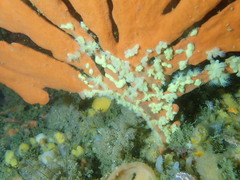 Parazoanthus capensis