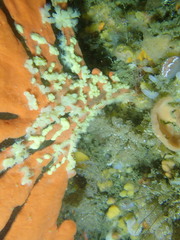Parazoanthus capensis