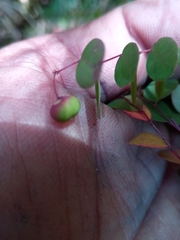 Phyllanthus tenellus