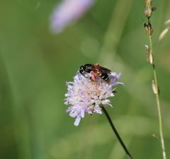 Andrena hattorfiana