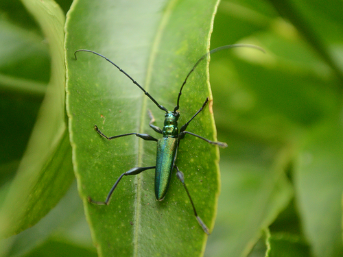 Rhopalizodes