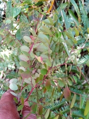 Phyllanthus tenellus