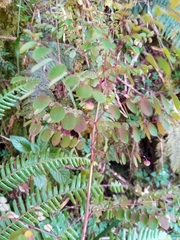 Phyllanthus tenellus
