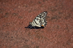 Papilio demoleus
