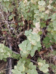 Pseudodictamnus hirsutus