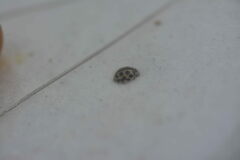 Tytthaspis sedecimpunctata