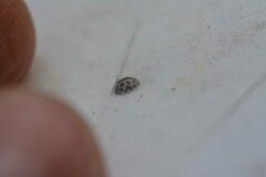 Tytthaspis sedecimpunctata