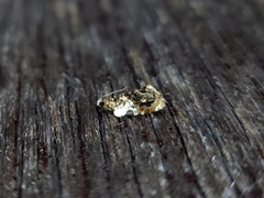 Acroceuthes metaxanthana