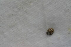 Tytthaspis sedecimpunctata