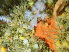 Pseudonephthea liltvedi