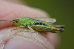 Pseudochorthippus parallelus