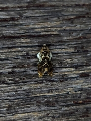 Acroceuthes metaxanthana