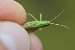 Pseudochorthippus parallelus