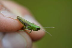 Pseudochorthippus parallelus