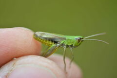 Pseudochorthippus parallelus