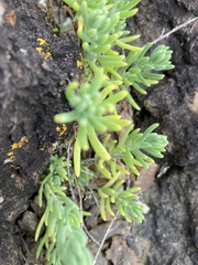 Enchylaena tomentosa