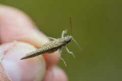 Chorthippus brunneus