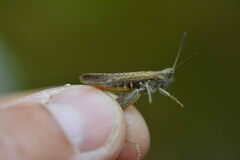 Chorthippus brunneus