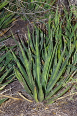 Agave univittata