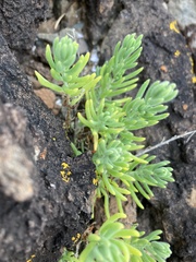 Enchylaena tomentosa