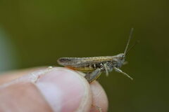 Chorthippus brunneus