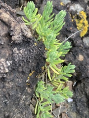 Enchylaena tomentosa