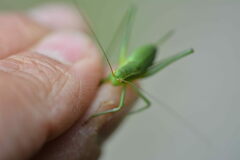 Leptophyes punctatissima