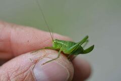 Leptophyes punctatissima