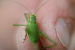 Leptophyes punctatissima