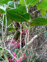 Medinilla