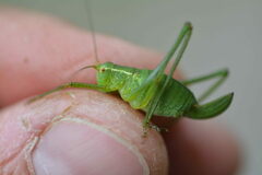 Leptophyes punctatissima