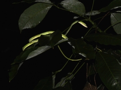 Ahaetulla prasina