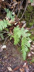 Polystichum dudleyi