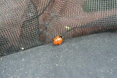 Coccinella septempunctata