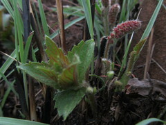 Acalypha villicaulis