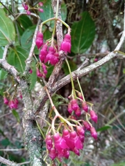 Medinilla