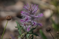 Ptilotus helipteroides