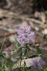 Ptilotus helipteroides
