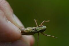 Metrioptera brachyptera