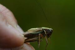 Metrioptera brachyptera