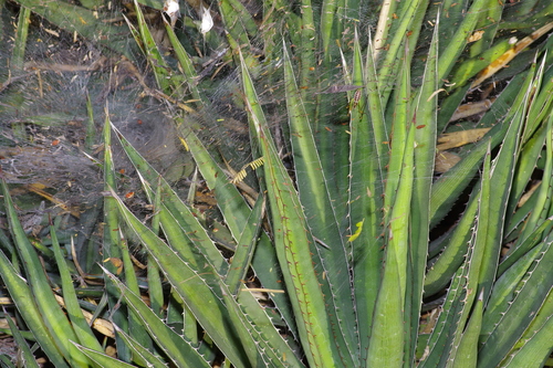 Agave lophantha