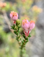 Erica brevifolia