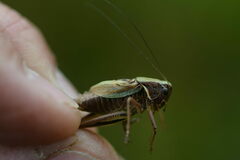 Metrioptera brachyptera