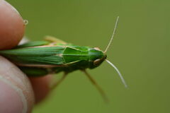 Omocestus viridulus