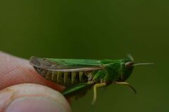 Omocestus viridulus