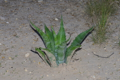 Agave asperrima