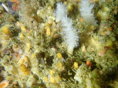 Eunephthya susanae