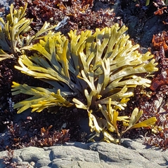 Pelvetiopsis limitata